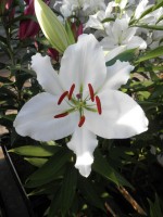 [1869 Segura Mak No01.JPG]